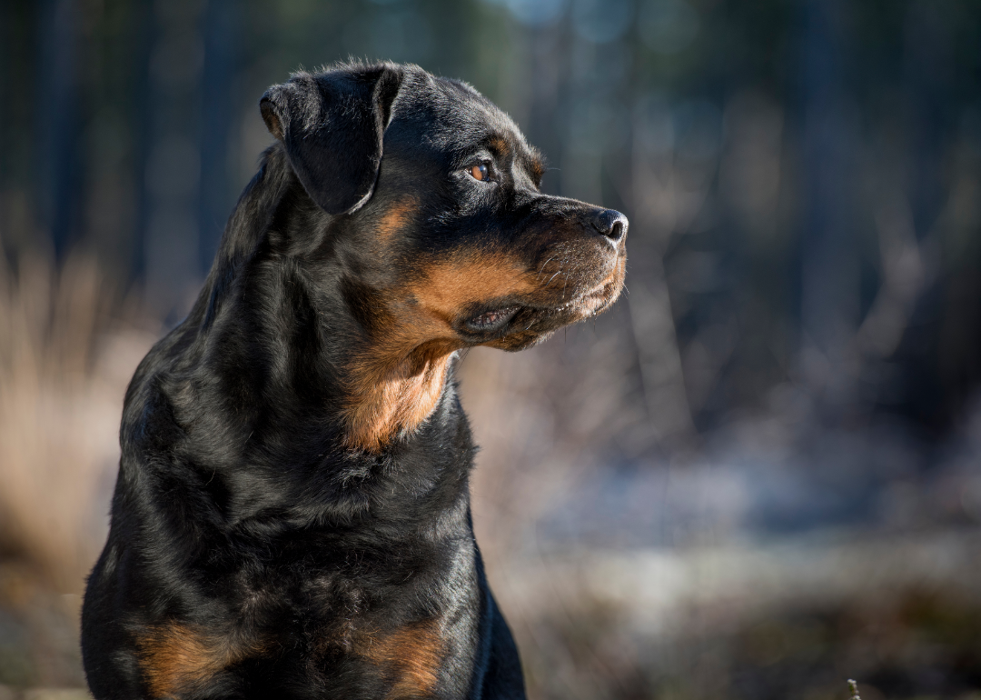 Profile of a Rottweiler standing guard