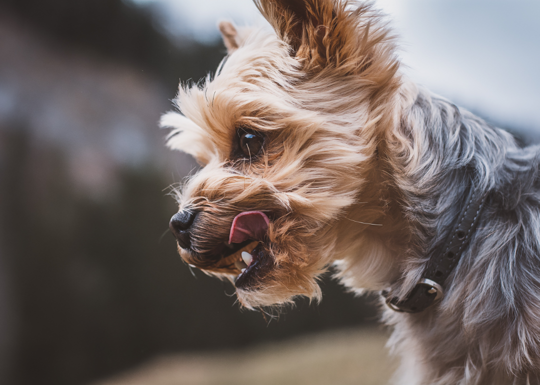 Profile of a Yorkshire terrier with its tongue out