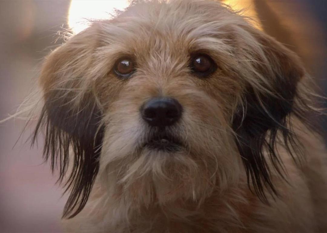 The dog Higgins in the 1974 movie "Benji"