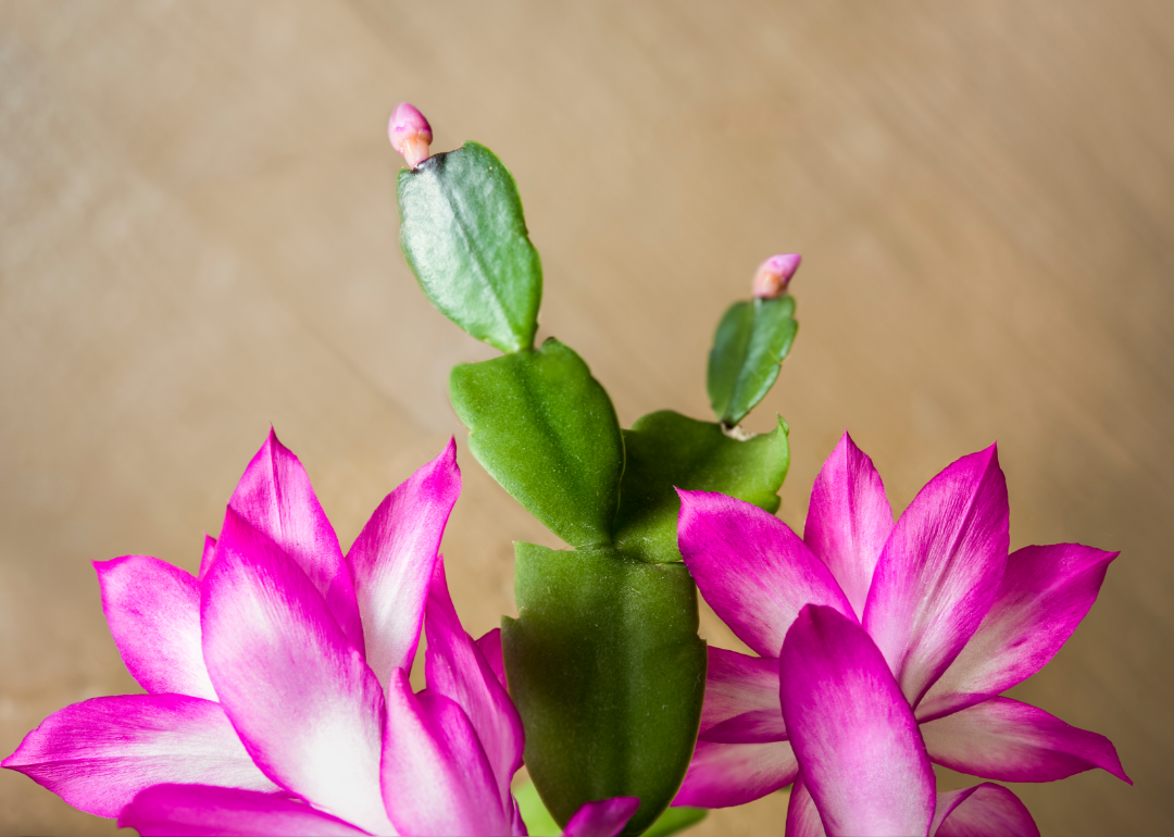 Closeup of the bright pink blooms of a Christmas cactus