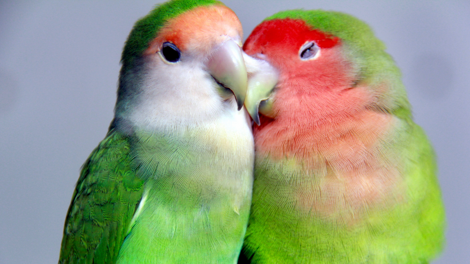 Love birds nuzzling with each other