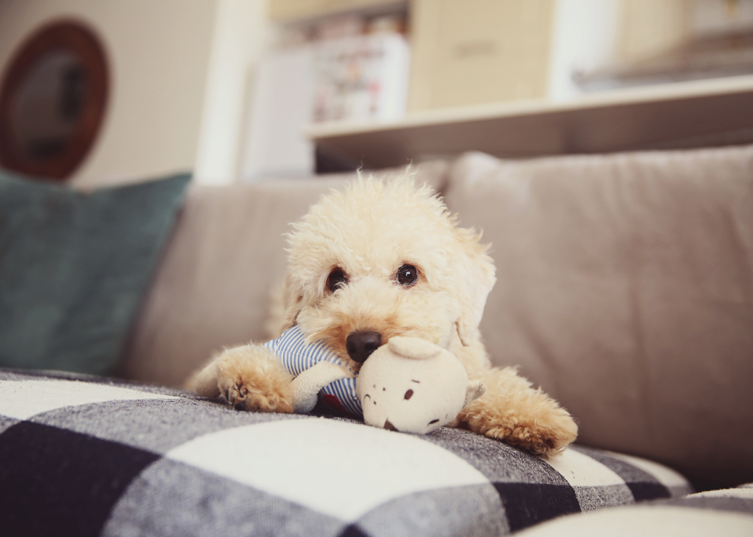 Toy poodle puppy playing with a toy on a couch