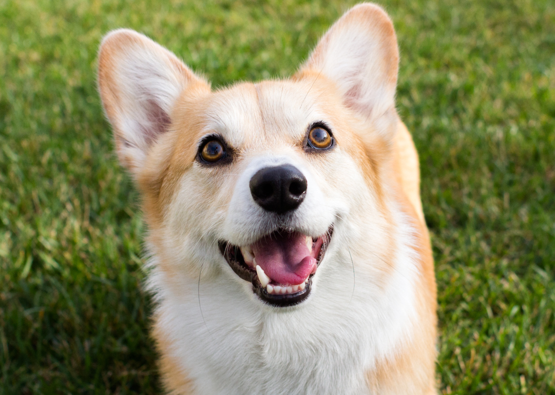 Smiling corgi in the grass