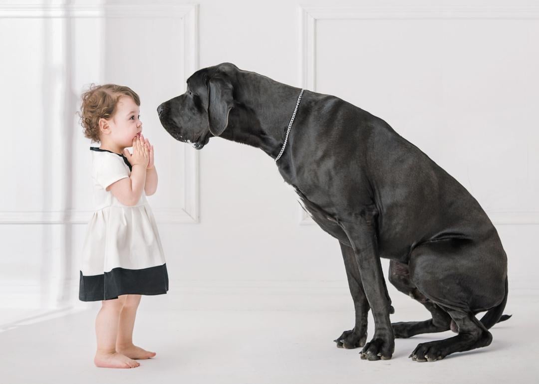 Little girl posing with a big Great Dane