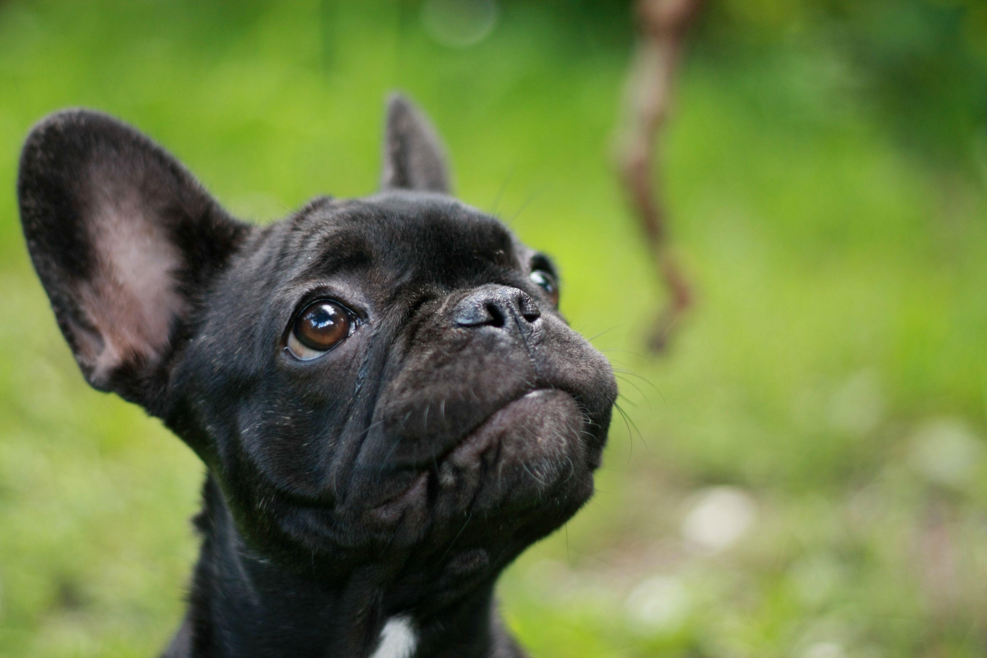 French bulldog puppy looking up with puppy dog eyes while playing with a stick outside.