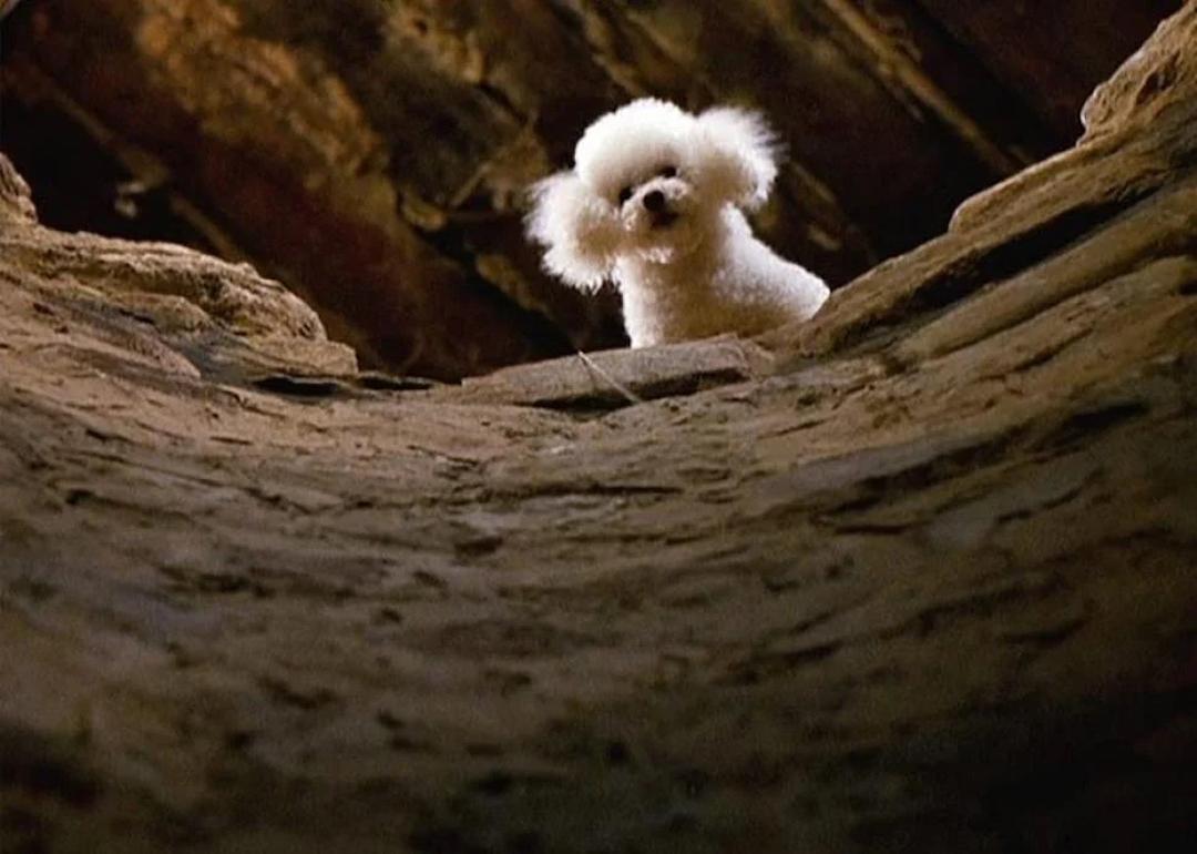 Precious the dog looks down in this iconic movie scene.