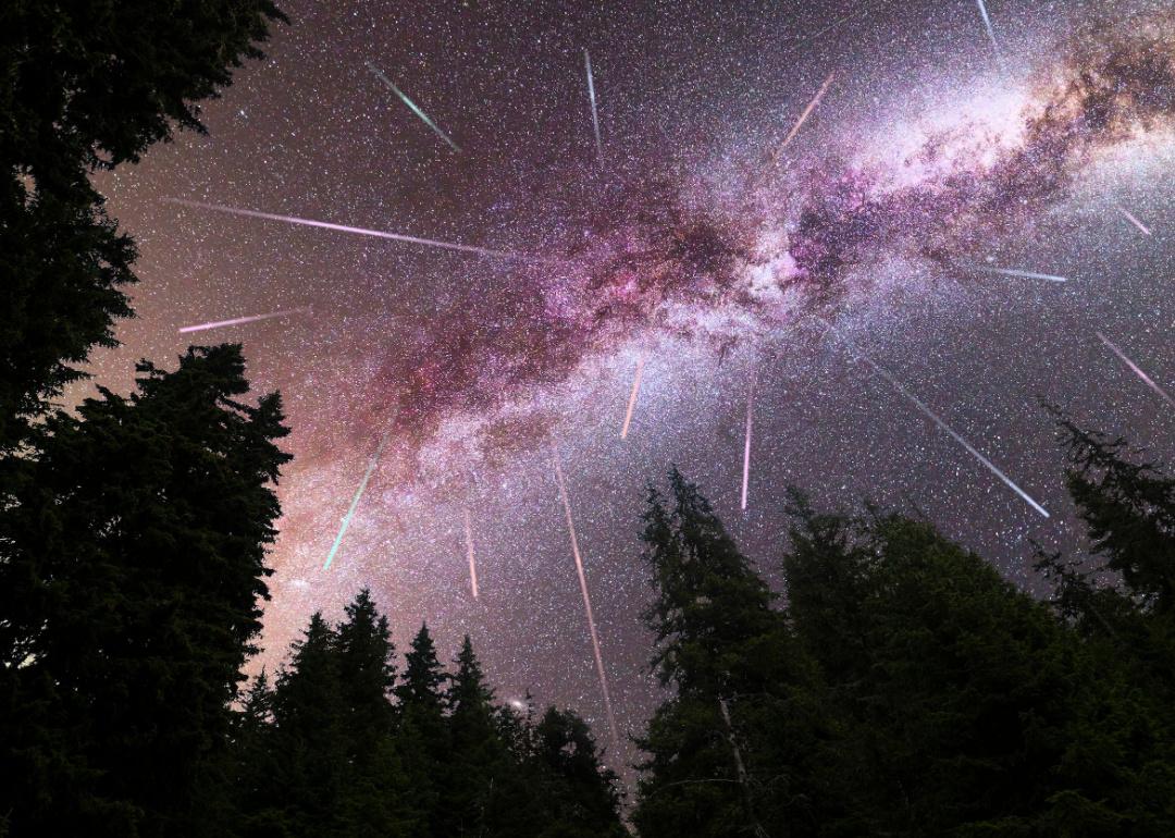 A view of a Perseid meteor shower in a purple sky with pine trees in the foreground.