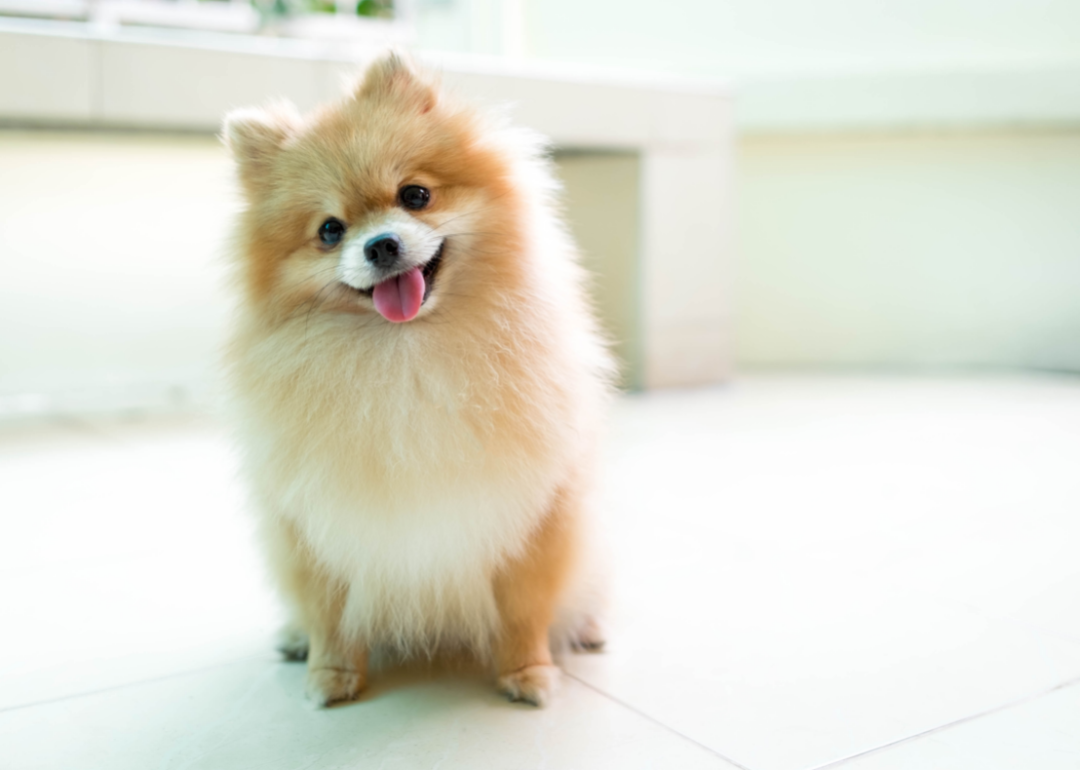 Small Pomeranian dog smiling. 