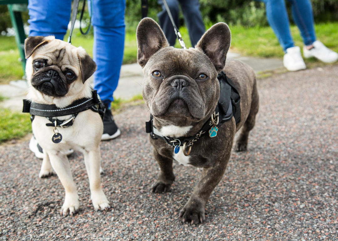A pug and a gray french bulldog in harnesses on a walk.