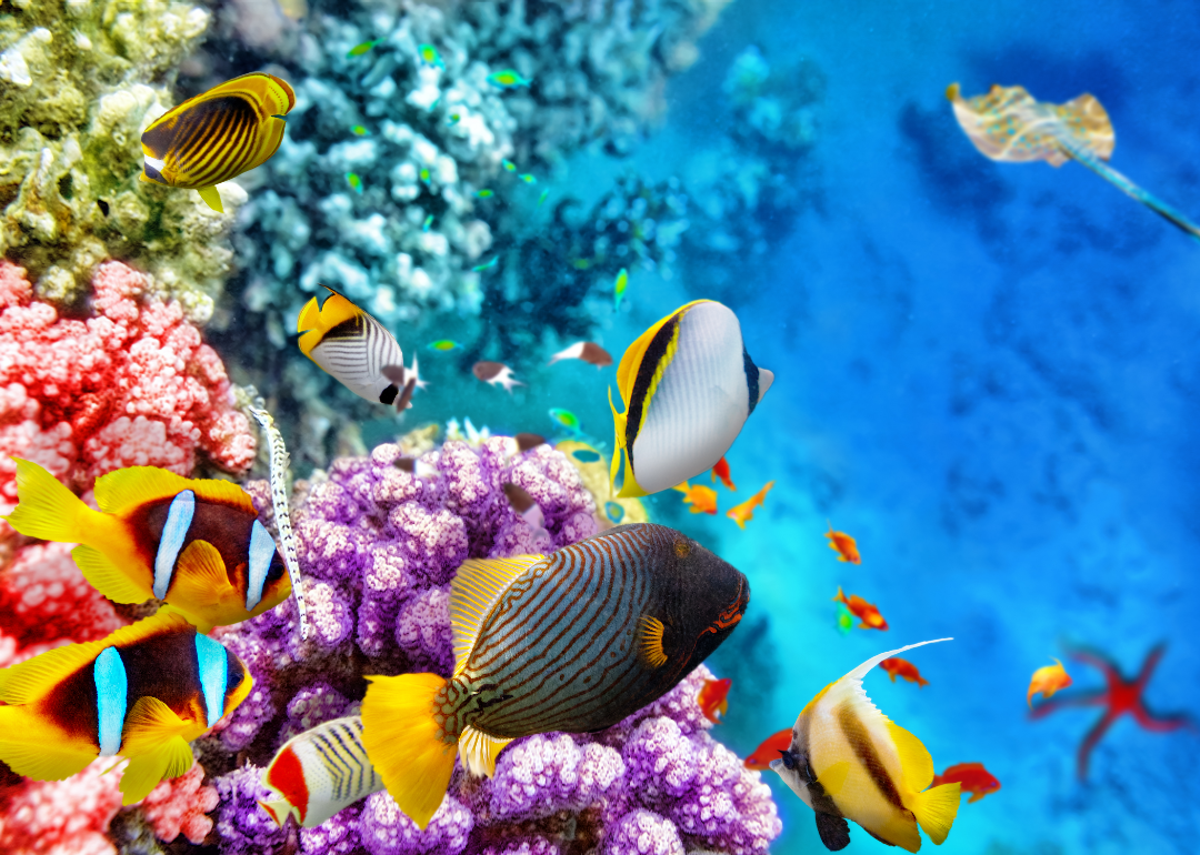 Underwater view of corals and tropical fish.