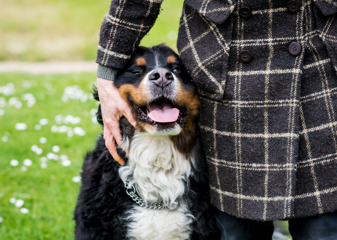 Bernese Mountain dog snuggles up against owner in a park.