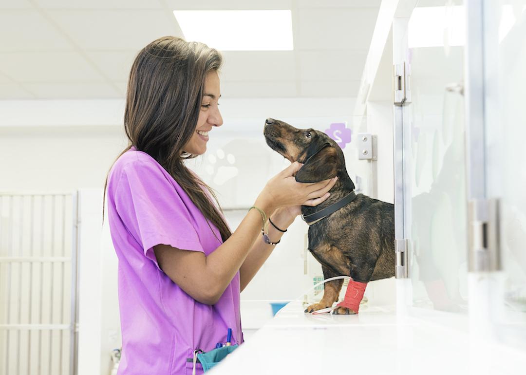 Vet assistant in purple scrubs smiling at a dachshund in a red cast.
