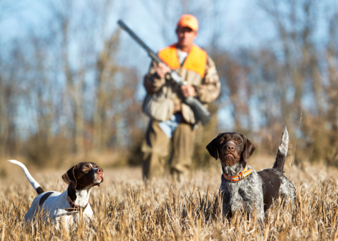Hunter in background with dogs in the woods.