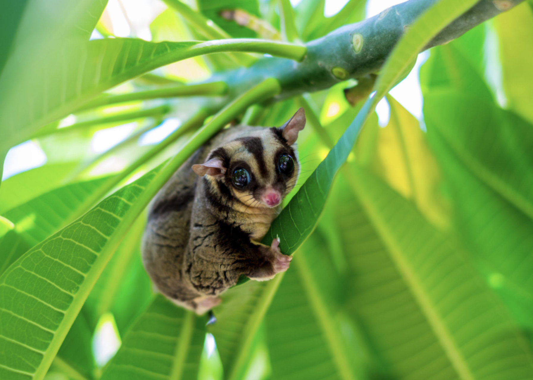 Sugar glider climbing in tree leaves.