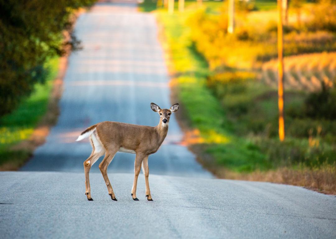 White tail deer standing in the middle of a Wisconsin road in the fall.