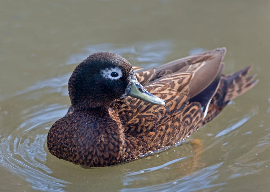Laysan duck in the water.