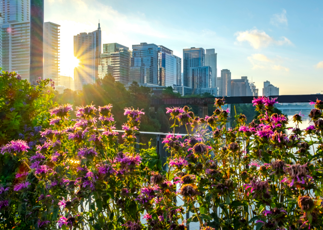 The sun shines on the Austin, Texas skyline in the background with flowers in the foreground.