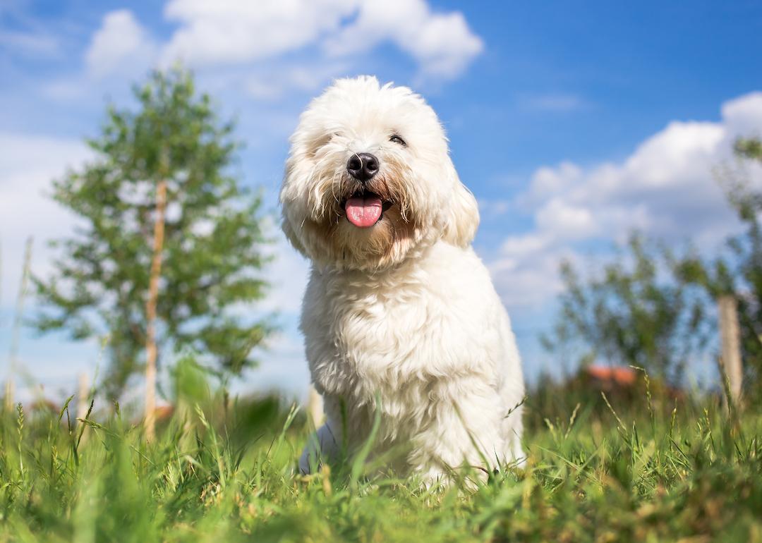 Coton de Tulear poses for portrait in the grass.