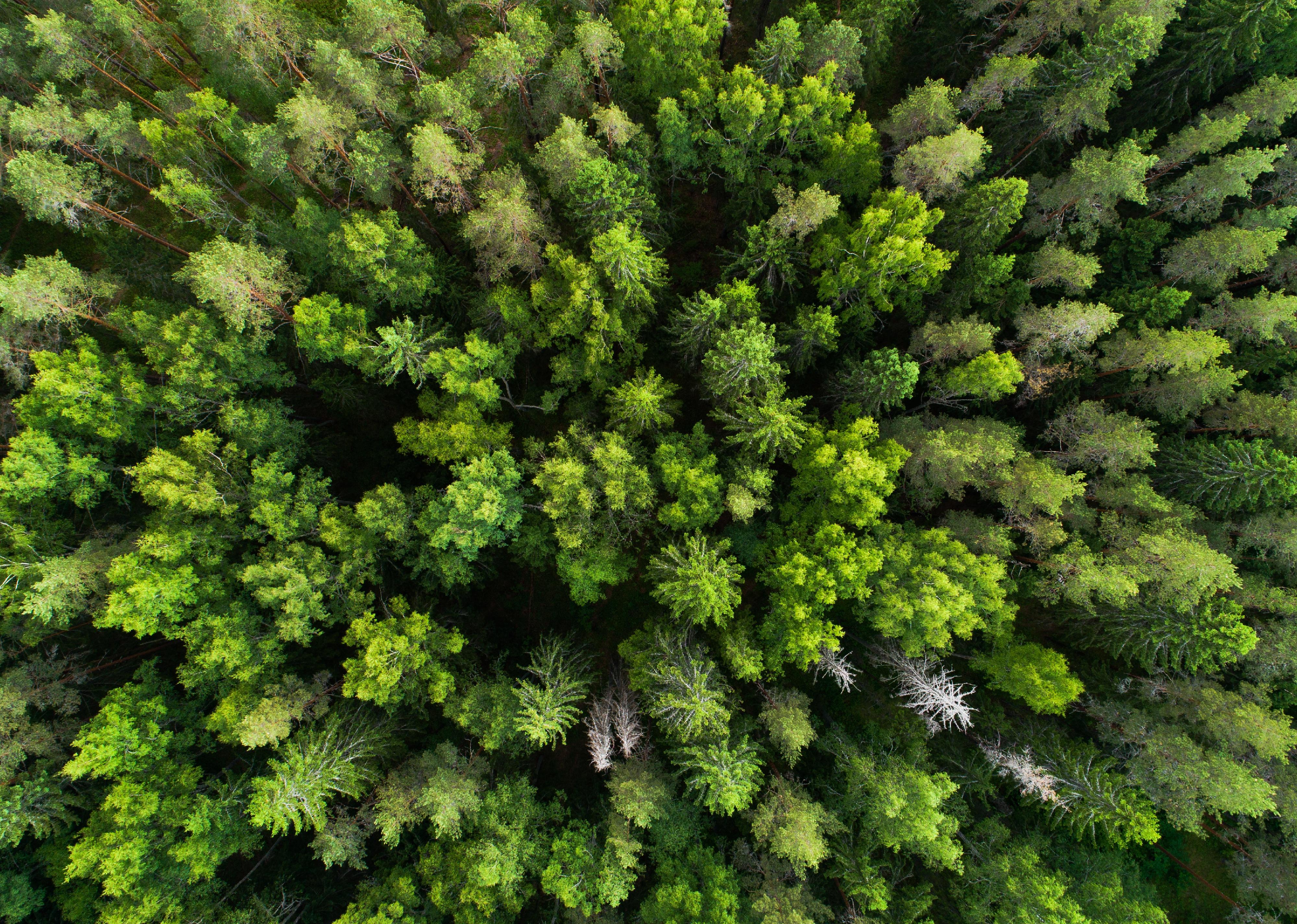 Aerial view of lush and green summery boreal forest