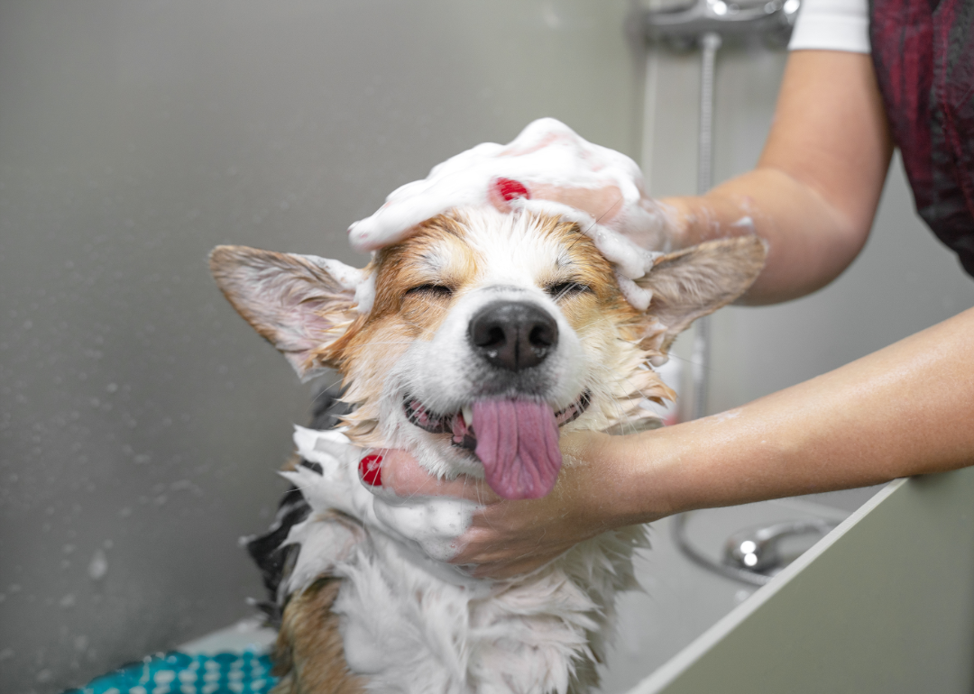 https://static.stacker.com/s3fs-public/styles/sar_screen_maximum_large/s3/2023-04/dog-tongue-in-bath_0.png