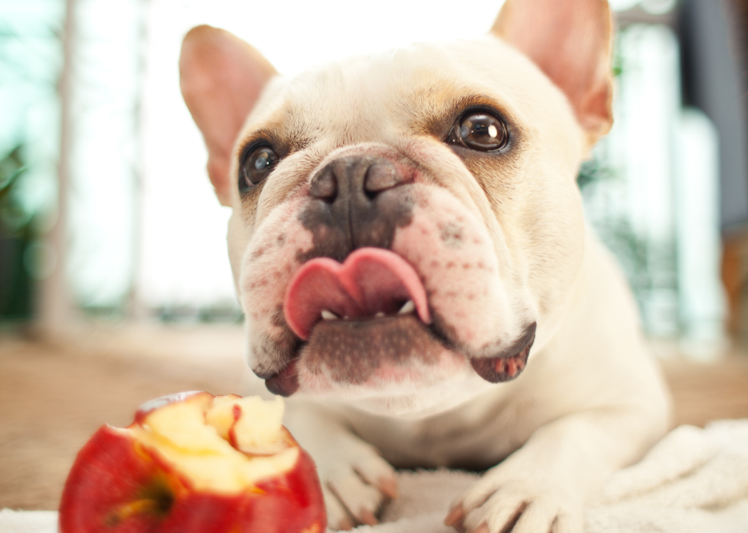 White french bulldog next to apple with a bite out of it.