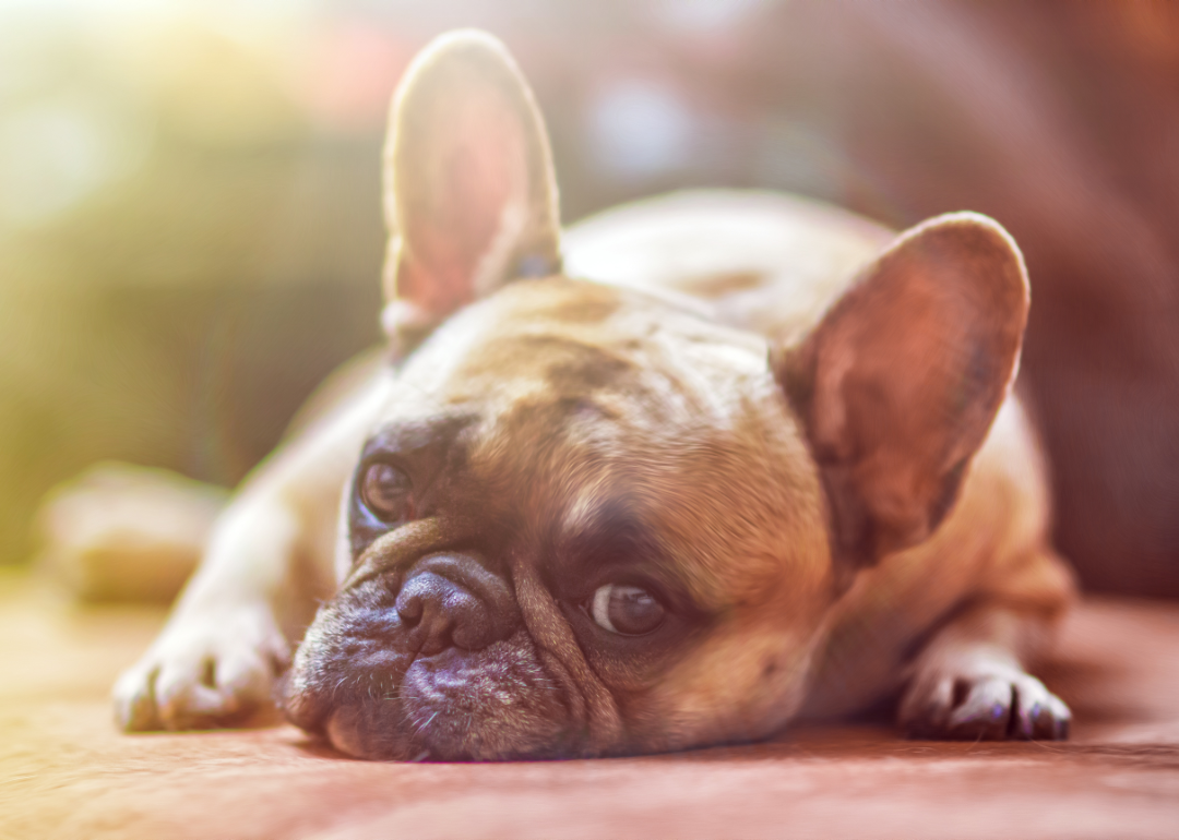 Sleepy French bulldog laying on the floor.