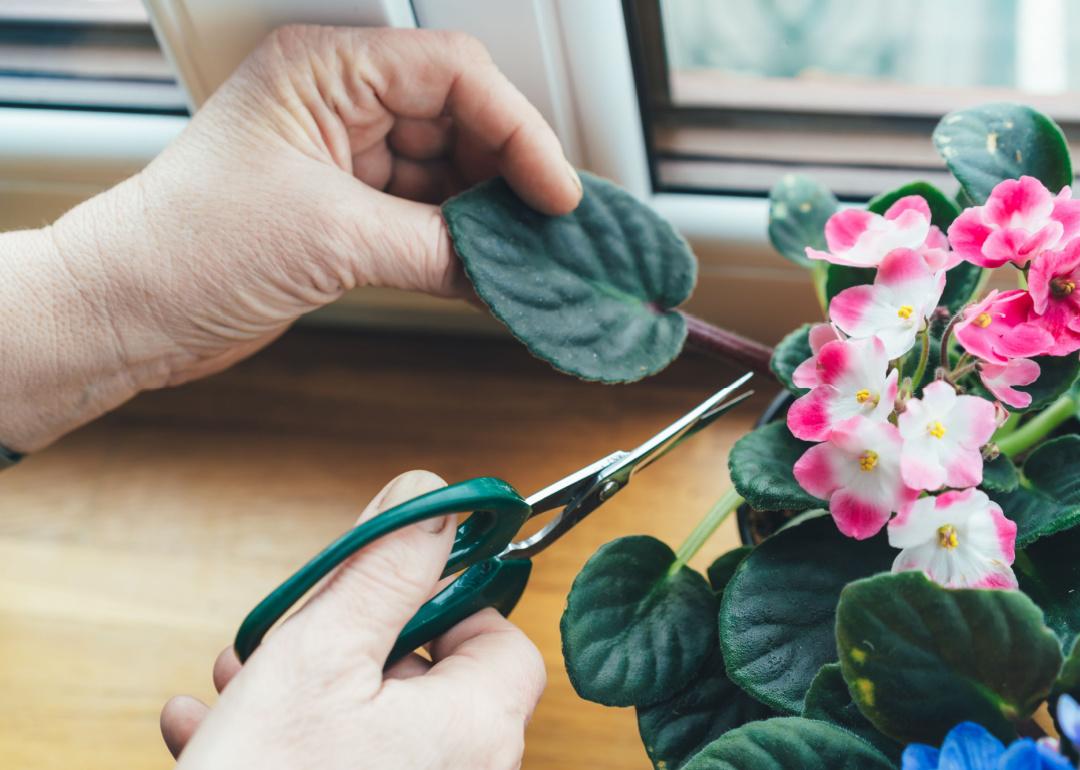 Hand pruner cuts off a leaf of an African violet.