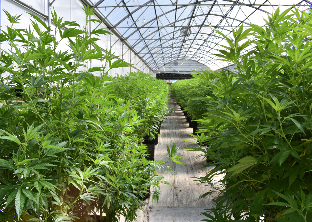 Cannabis plants inside a growing facility.