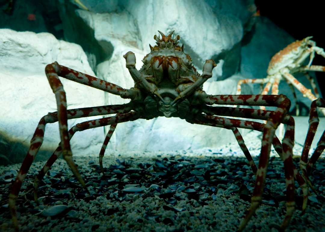 Giant spider crab on ocean floor.
