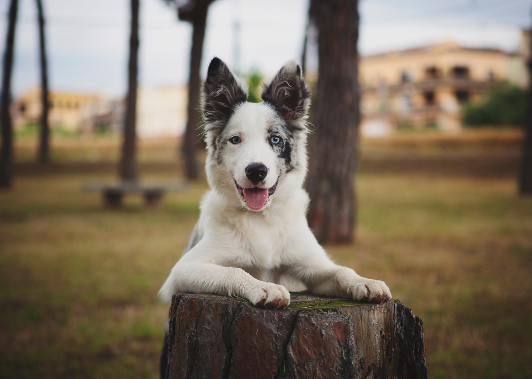 Border collie with one blue eye and one brown leaning on stump.