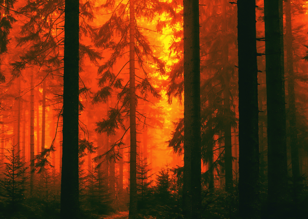 A forest fire