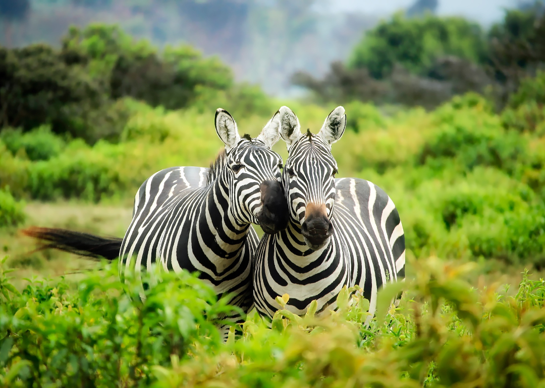 Two zebras nuzzle in greenery.