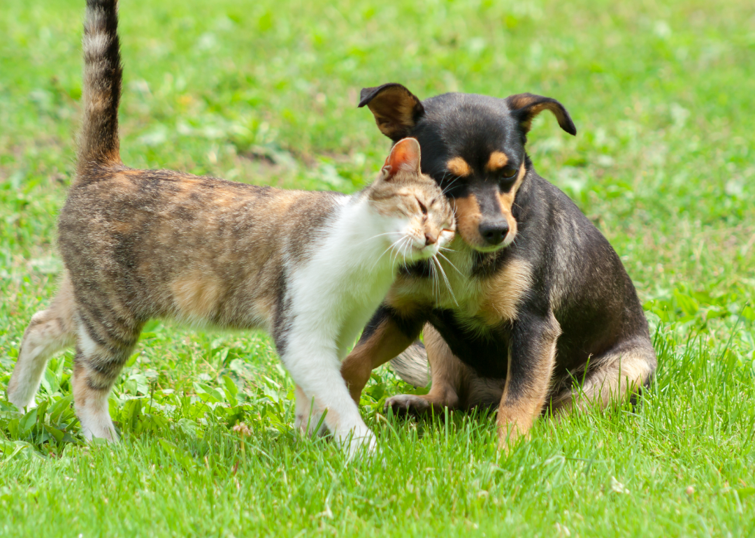 Tabby cat cuddles up to a puppy in a grassy meadow