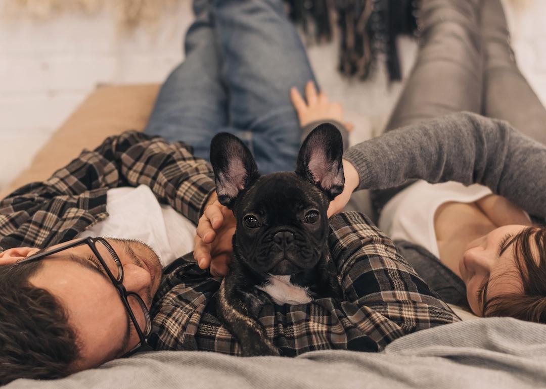 Happy couple is having fun and playing with their French bulldog puppy on the bed at home.