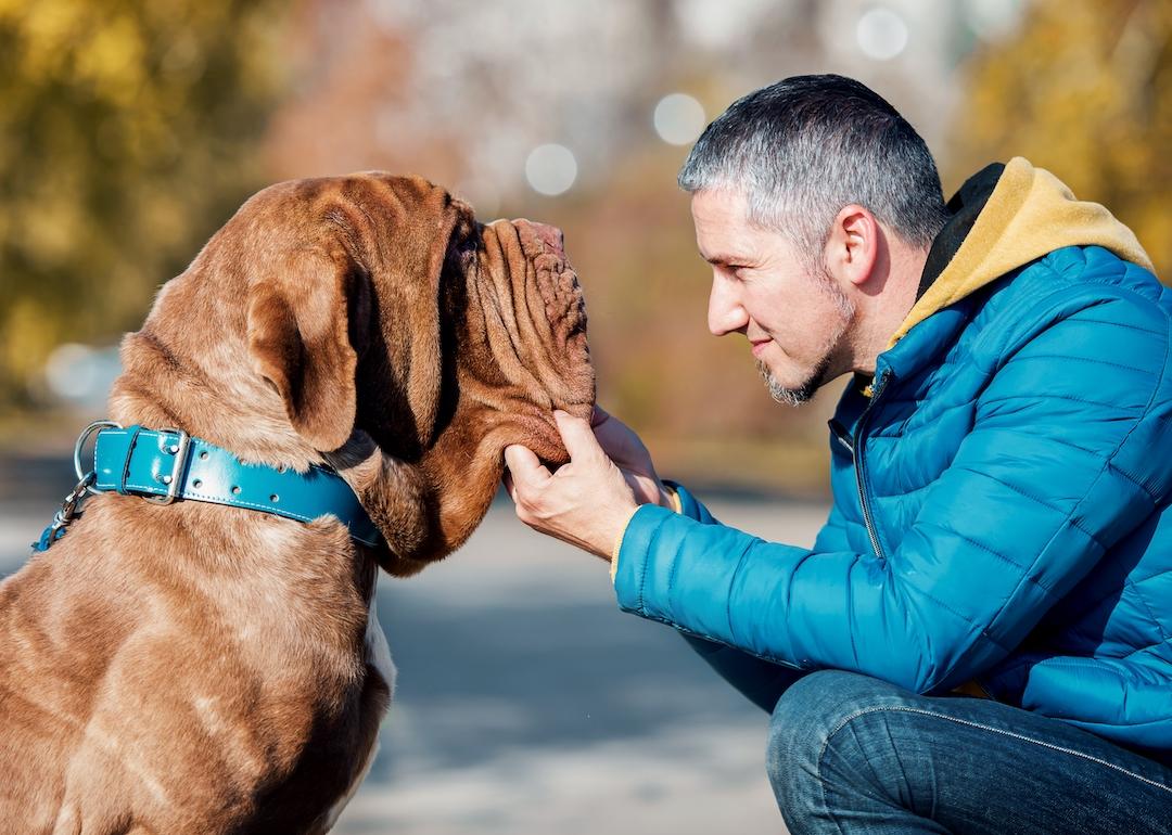 Biggest Dog Breeds | Stacker