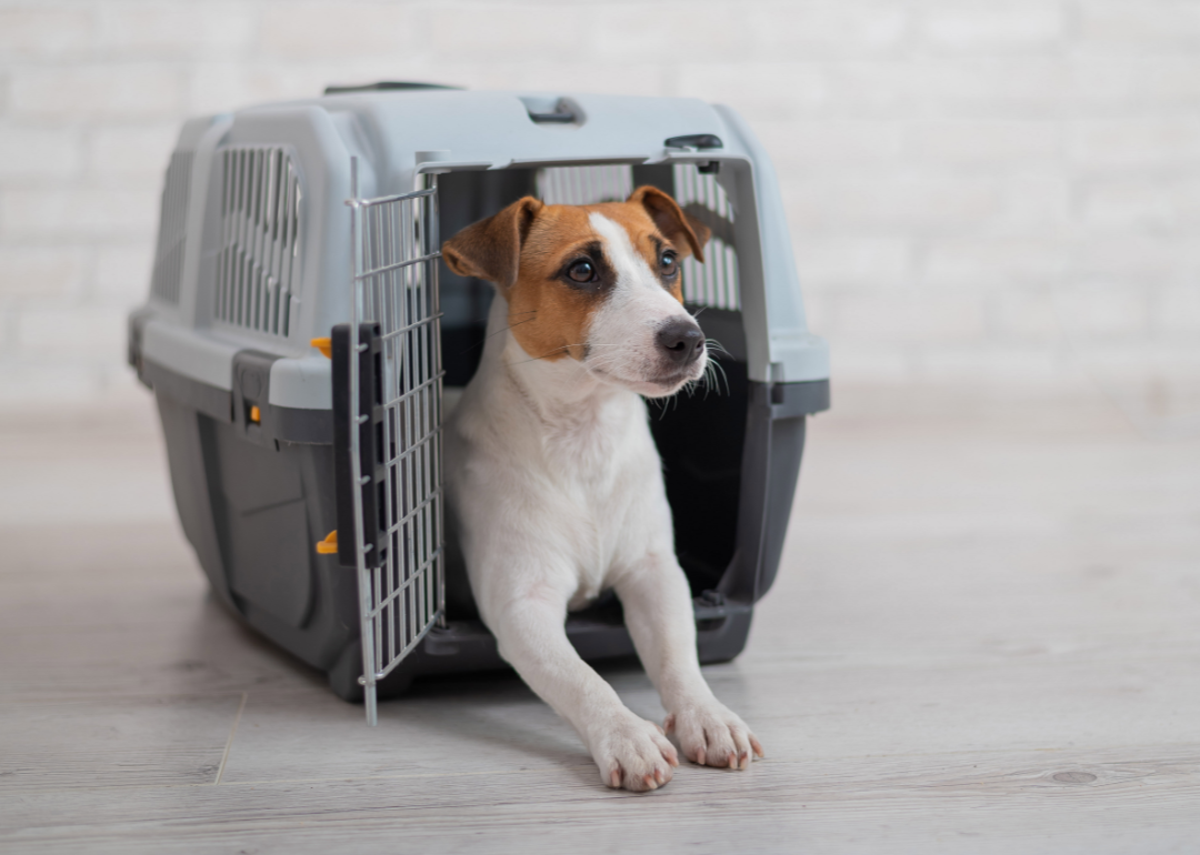 A Jack Russel Terrier waits at the airport in a grey and black carrier.