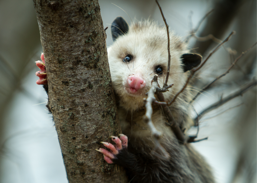 Close-up of an opossum clinging to a tree branch.