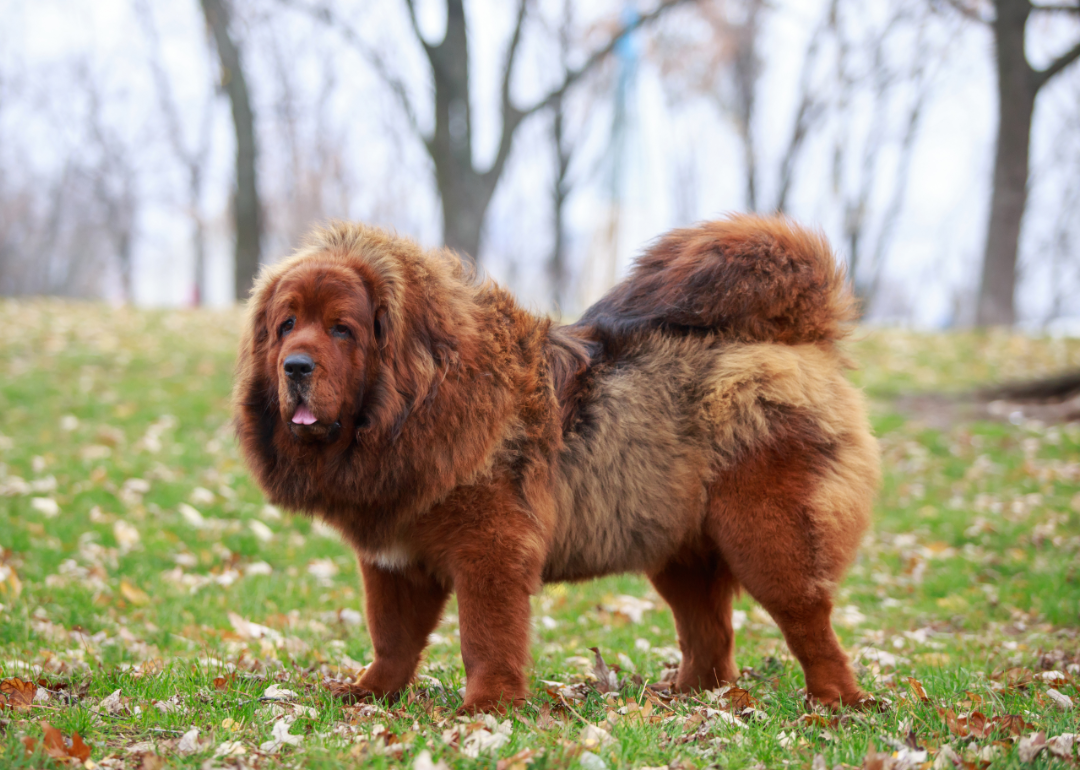 A red-brown Tibetan Mastiff dog standing in a grassy field