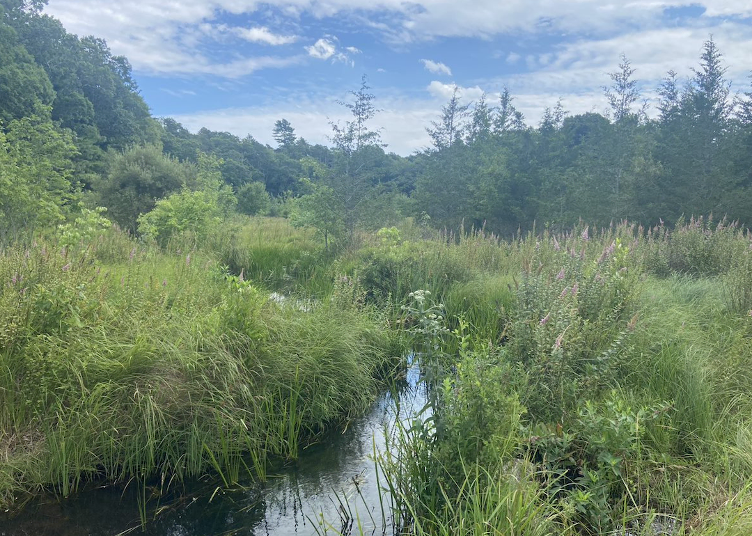 The eco preservation of Eel River, Massachusetts
