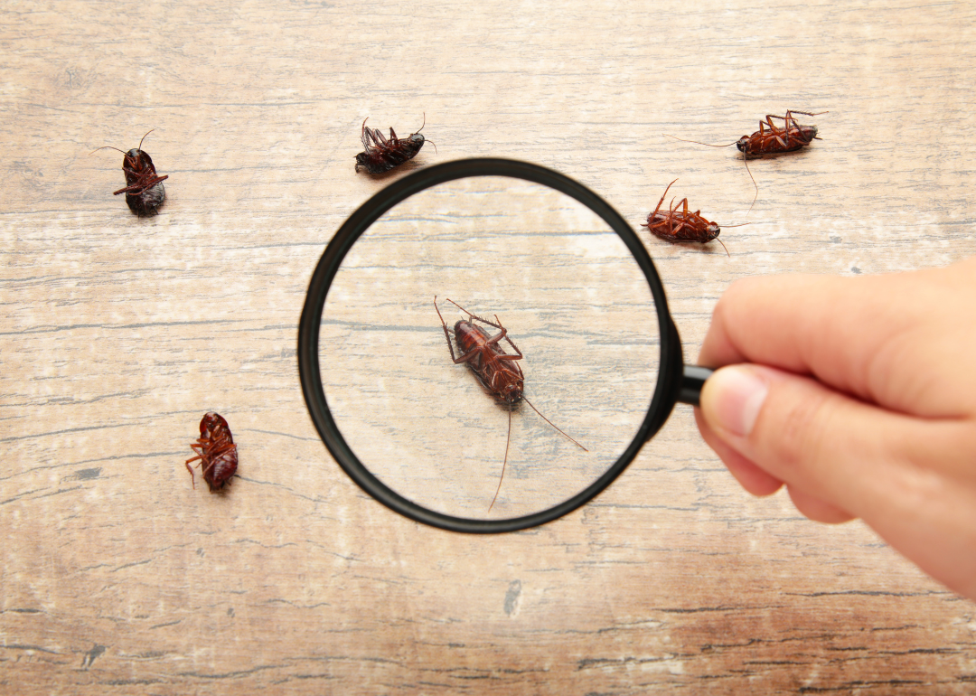 Dead cockroaches being viewed through a magnifying glass