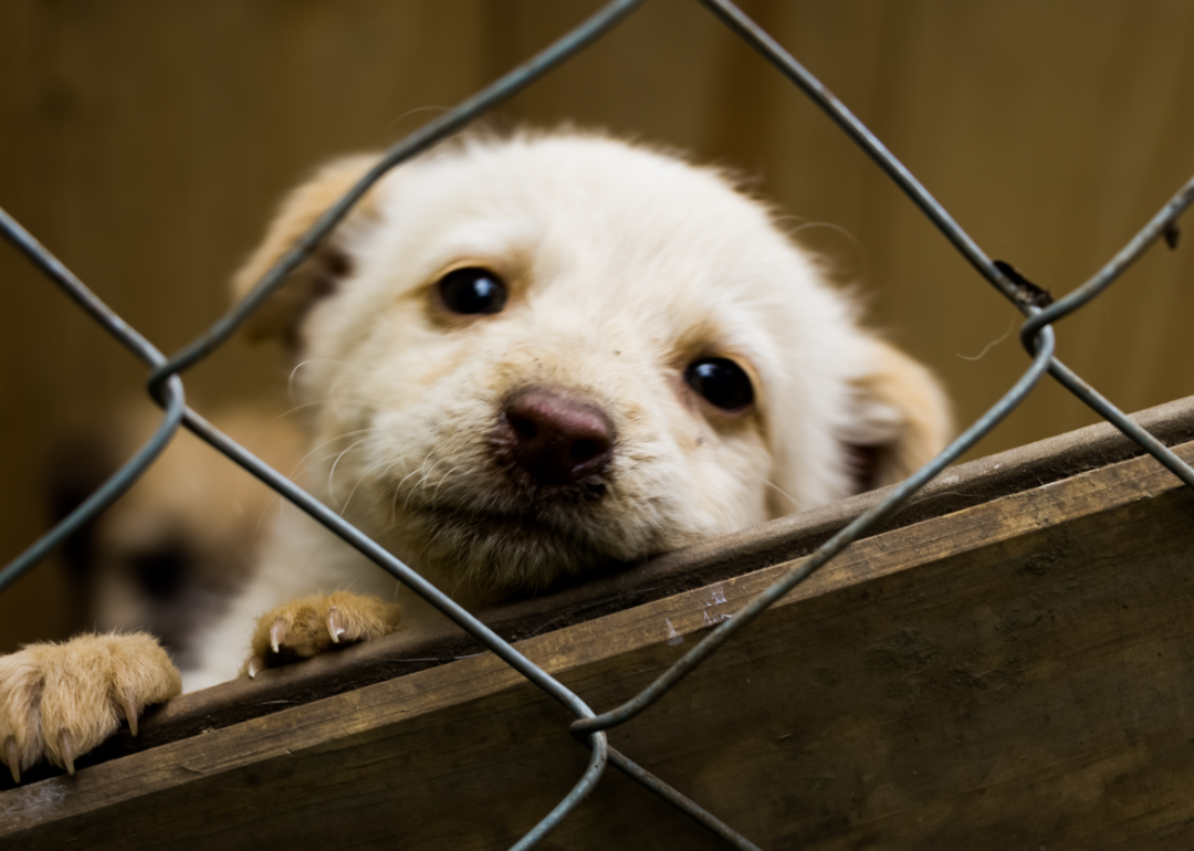 A small puppy looks out through a chain link fence.