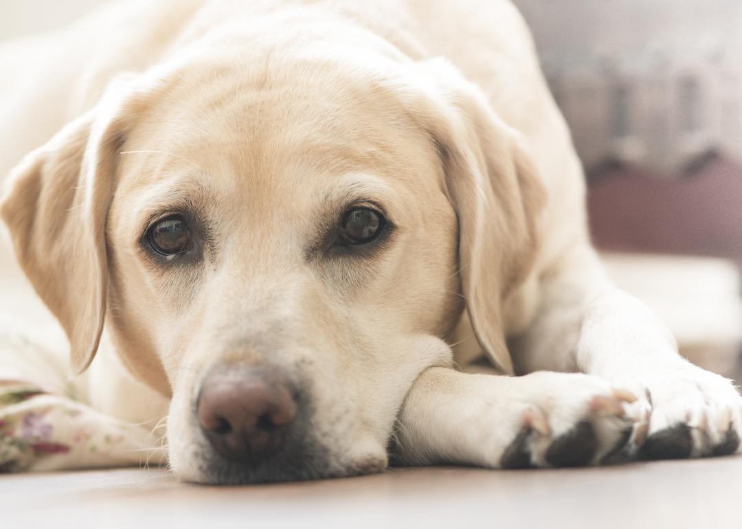 Yellow labrador retriever laying on the floor with his face on his front paws.