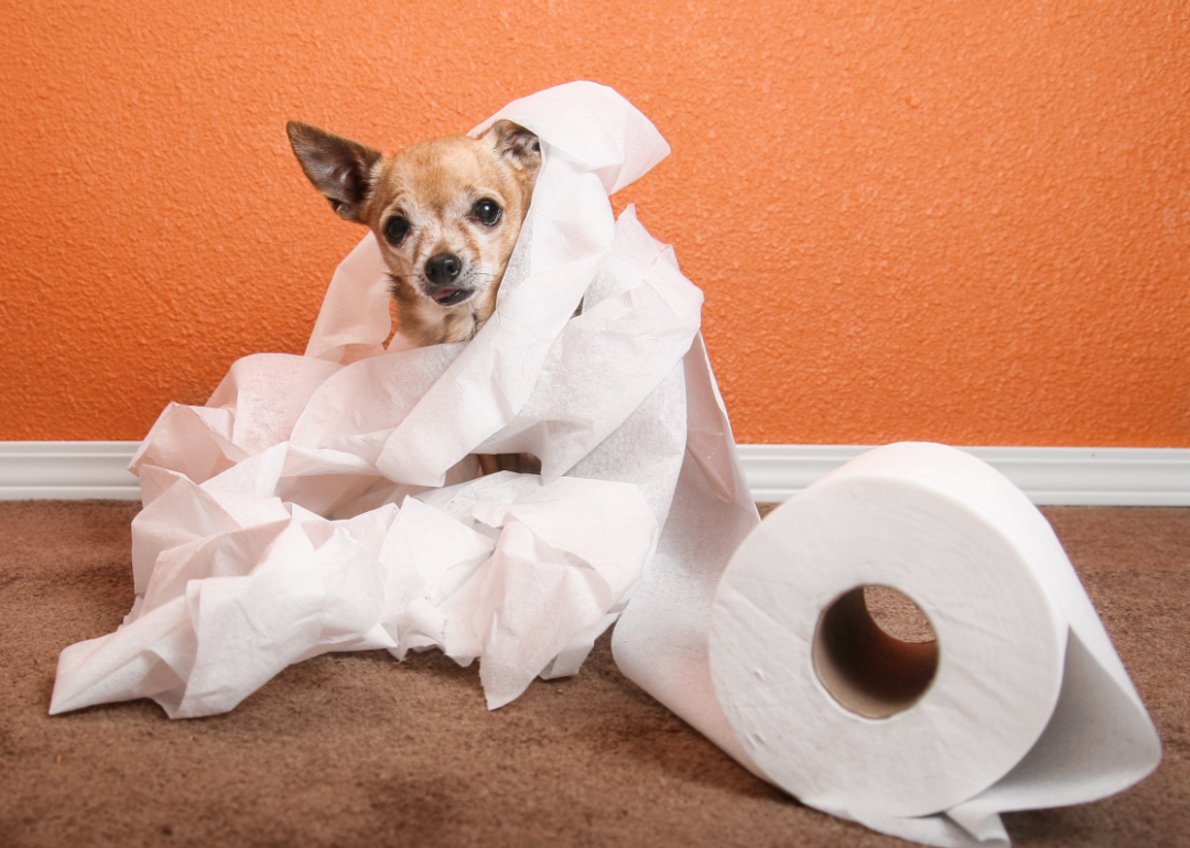 Chihuahua wrapped up in a toilet paper roll