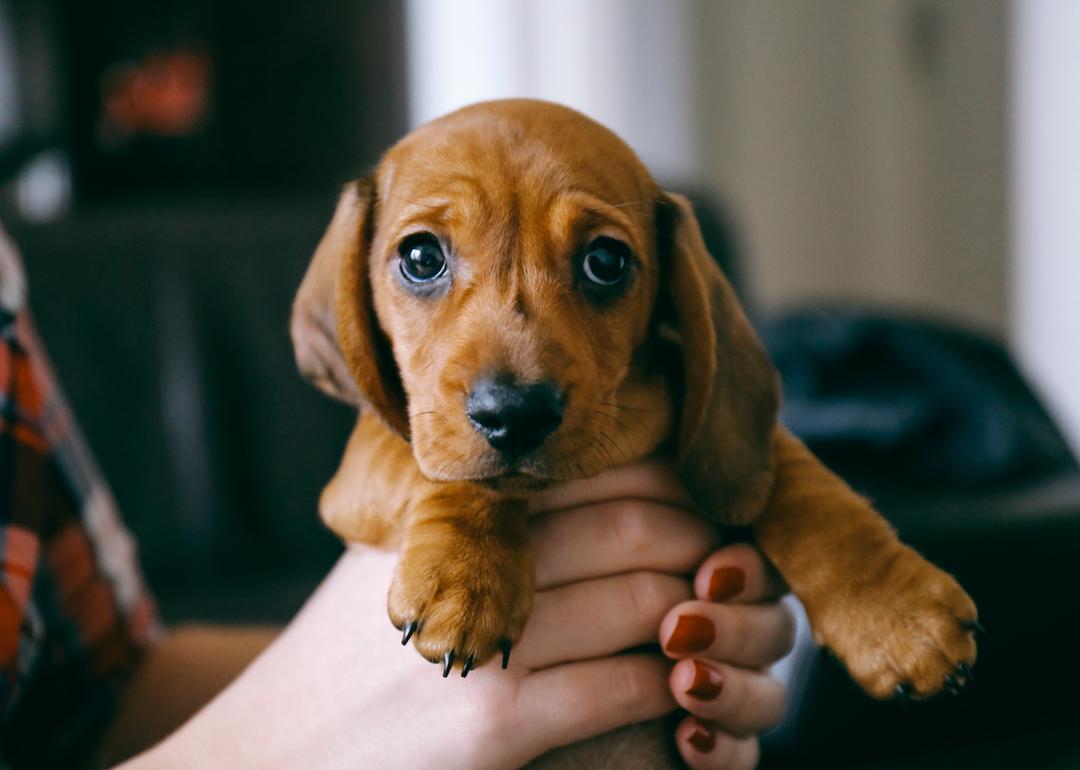 A smooth hair brown dachshund puppy held in hands of its owner wearing a colorful plaid shirt and red nail polish.