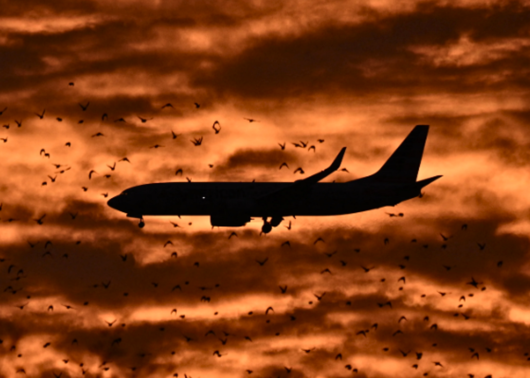 A silhouette of a plane flying through a flock of birds against an orange sky at sunset.