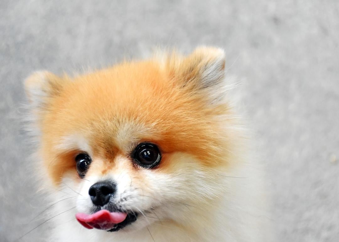 35 Pomeranian Haircuts for Dog Lovers