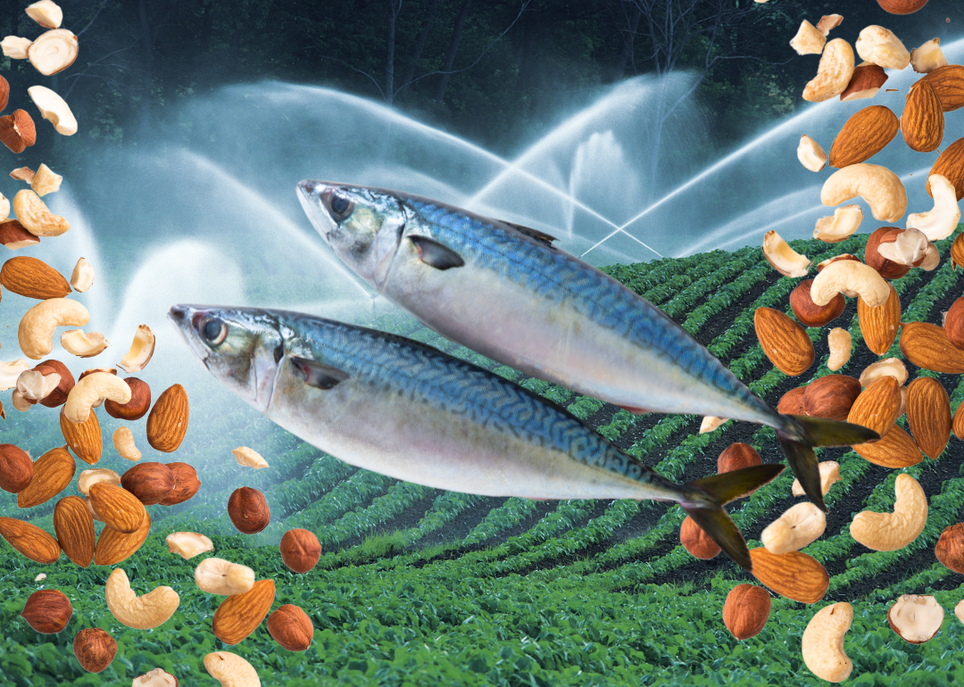 Photo illustration of agricultural sprinklers, assorted nuts and mackerel.