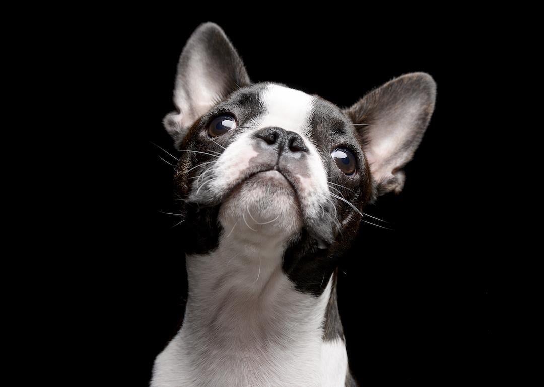 Portrait of a Boston terrier looking up, isolated on a black background.