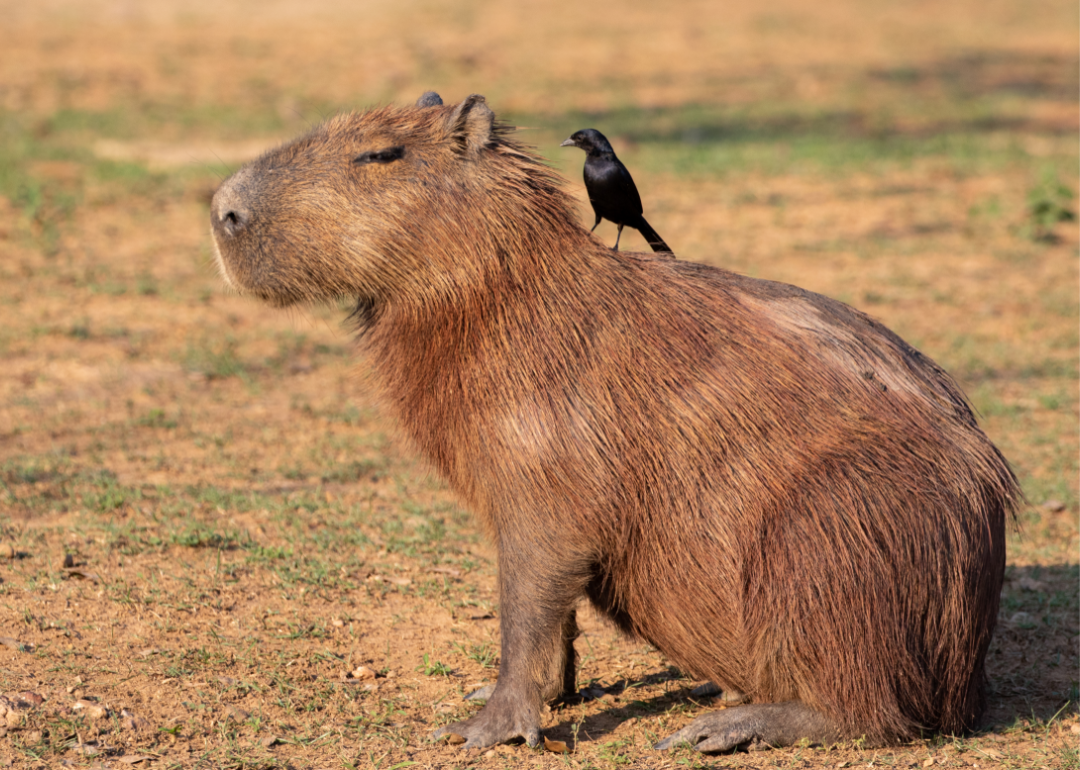 A small black bird on the back of a capybara.