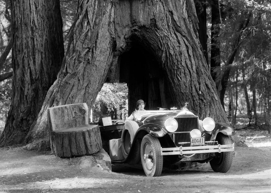 Woman driving a vintage convertible car through an opening in the trunk of a Giant Sequoia tree, the Coolidge Tree, in Mendocino, California, circa 1930s. 